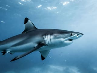 A blacktip reef shark swimming calmly through clear blue water, seen from the side in bright daylight