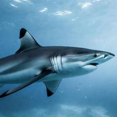 A blacktip reef shark swimming calmly through clear blue water, seen from the side in bright daylight