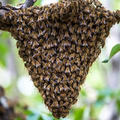 A dense honeybee swarm cluster hanging from a tree branch, thousands of bees forming a teardrop mass