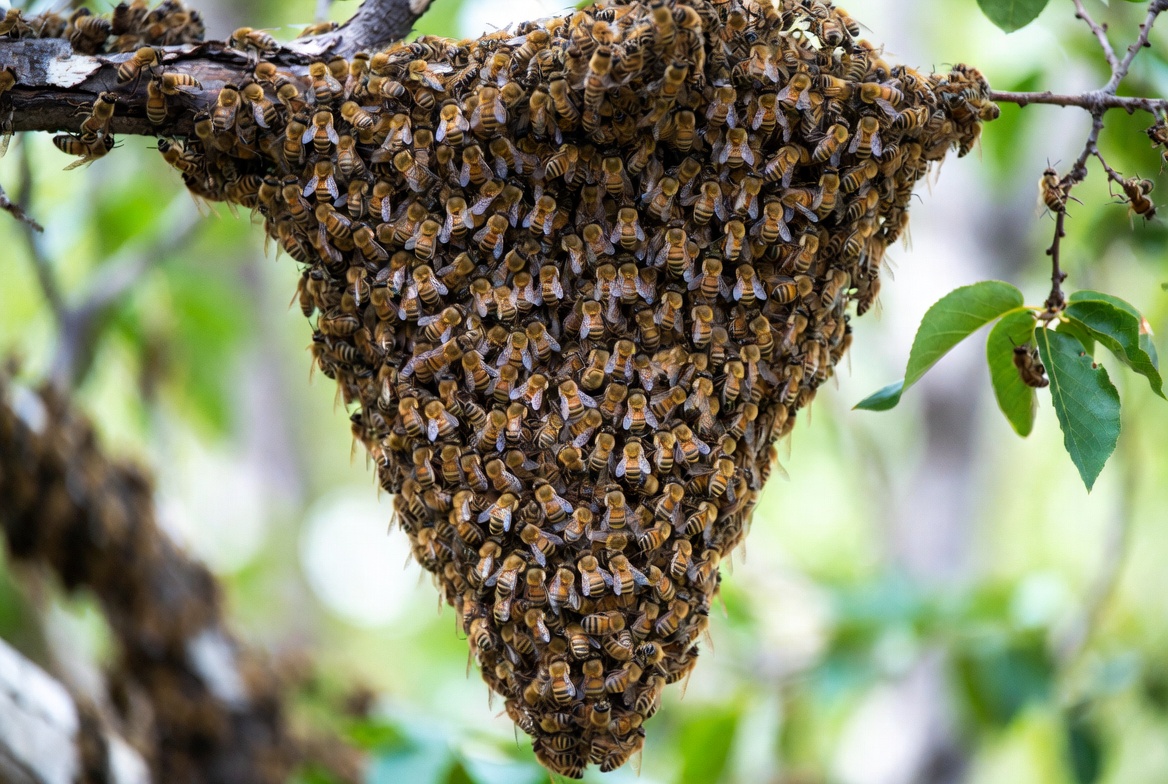 A dense honeybee swarm cluster hanging from a tree branch, thousands of bees forming a teardrop mass