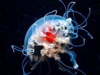 A tiny transparent Turritopsis dohrnii jellyfish with a bright red stomach and fine trailing tentacles, photographed against dark water