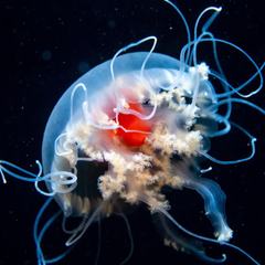 A tiny transparent Turritopsis dohrnii jellyfish with a bright red stomach and fine trailing tentacles, photographed against dark water
