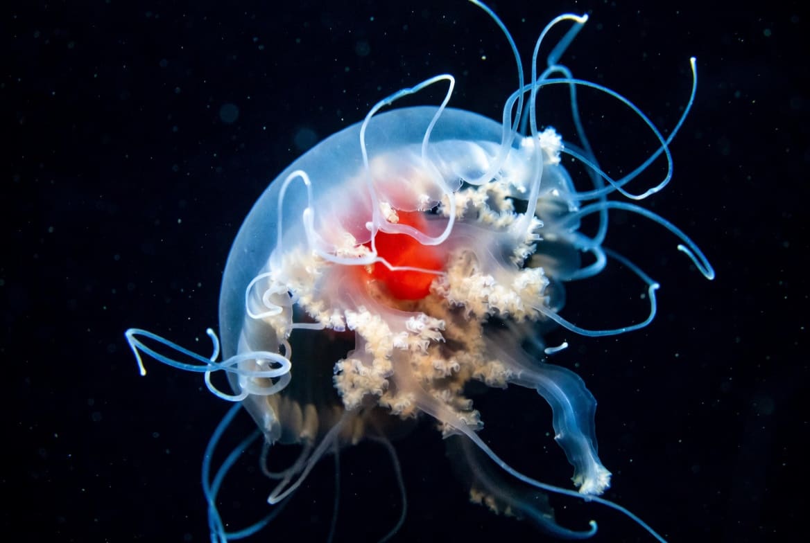 A tiny transparent Turritopsis dohrnii jellyfish with a bright red stomach and fine trailing tentacles, photographed against dark water