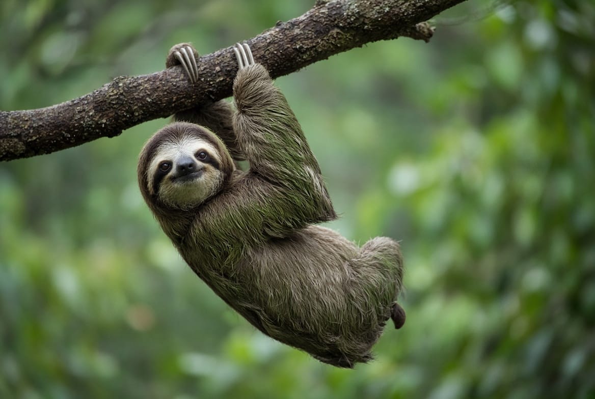 A brown-throated three-toed sloth hanging by its foreclaws from a branch in rainforest canopy, face turned toward the camera