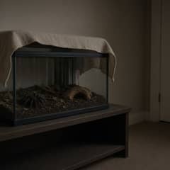 A tarantula enclosure sitting on a shelf away from an aerosol insect spray can and a plug-in insect repellent device on the other side of the room