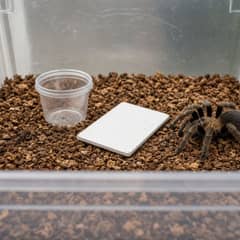 A tarantula being guided from an old enclosure into a new one using a clear catch cup and a piece of card, held low over a lined tub