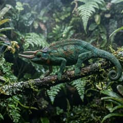 A horned Jackson's chameleon moving along a mossy branch in a cool planted enclosure