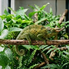 Male Jackson's chameleon with three forward-facing horns being approached for handling from below