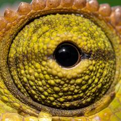 Male Jackson's chameleon with three forward-facing horns being examined for early signs of illness