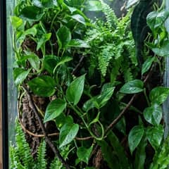 Male Jackson's chameleon with three forward-facing horns in a planted, partially screened enclosure