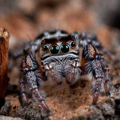 Regal jumping spider perched near its small vertical enclosure and basic supplies