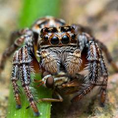 Jumping spider eating a fruit fly on a leaf inside its enclosure