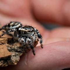 Jumping spider walking onto an owner's hand during a calm, low handling session