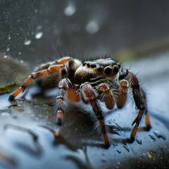 Jumping spider with a healthy, plump abdomen resting near a misted enclosure wall