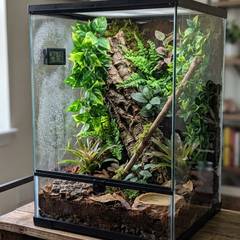 Small vertical jumping spider enclosure with coconut fiber substrate, climbing branches, and a hygrometer