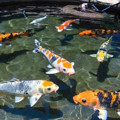 Colorful koi swimming in a well-filtered outdoor pond