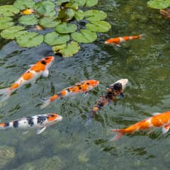 Several large koi rising together toward the surface of a deep planted pond