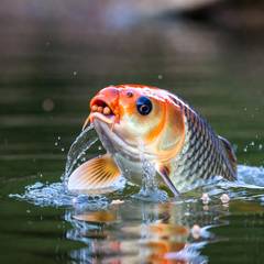 Koi rising to the pond surface to feed on floating pellets