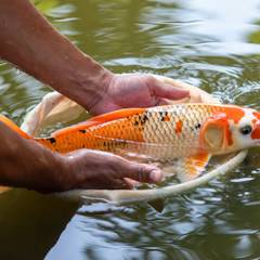 Koi being guided into a floating bowl with a net instead of being lifted by hand