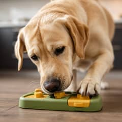 A labrador working at a puzzle feeder with its nose, fully absorbed