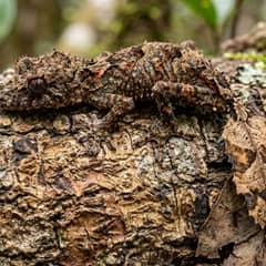 Satanic leaf-tailed gecko camouflaged against bark, the priciest gecko species covered on this site