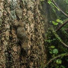 A leaf-tailed gecko flattened against a vertical cork slab, almost invisible
