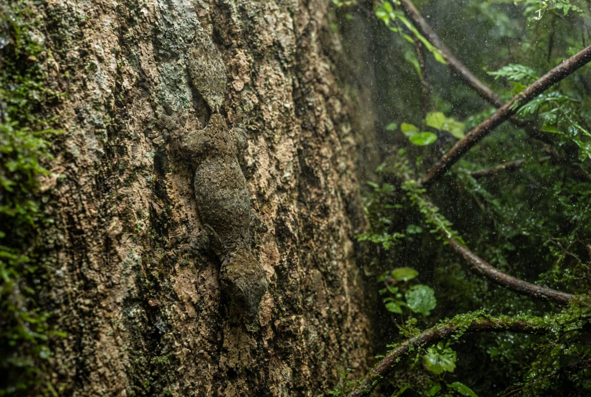 A leaf-tailed gecko flattened against a vertical cork slab, almost invisible