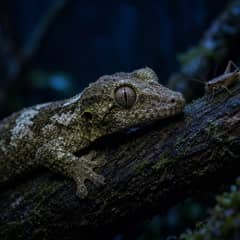 A mossy leaf-tailed gecko pressed against bark at night with a cricket on the branch beside its head