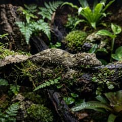Satanic leaf-tailed gecko camouflaged against bark, remaining still rather than tolerating handling