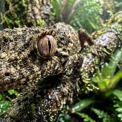 Leaf-Tailed Gecko Health Issues: Signs & Causes