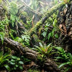 Satanic leaf-tailed gecko camouflaged against bark inside a tall, densely planted, misted terrarium