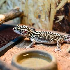Leopard gecko in a fully equipped terrarium with hides and a water dish
