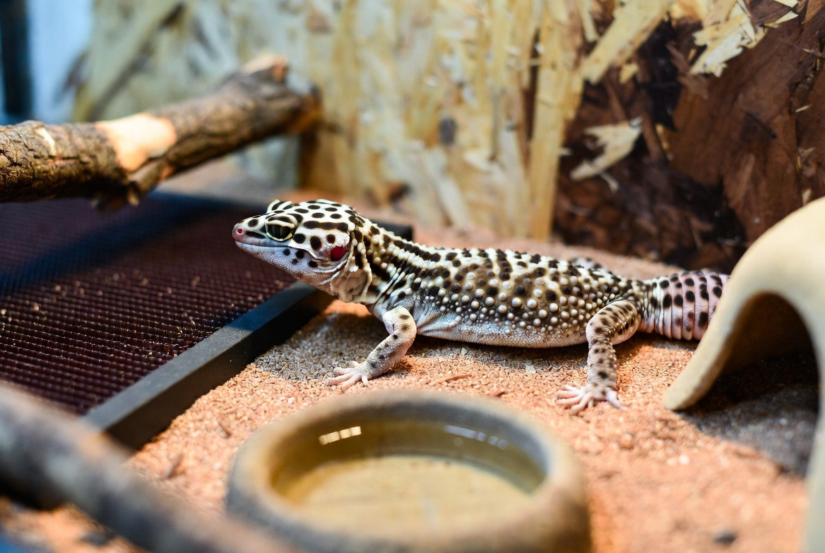 Leopard gecko in a fully equipped terrarium with hides and a water dish