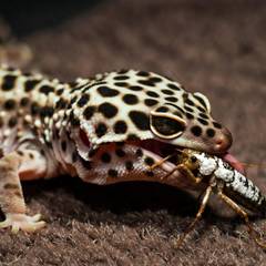 Leopard gecko eating a gut-loaded cricket dusted with calcium powder