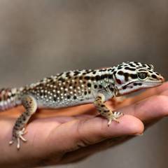 Person letting a leopard gecko walk onto their open hand