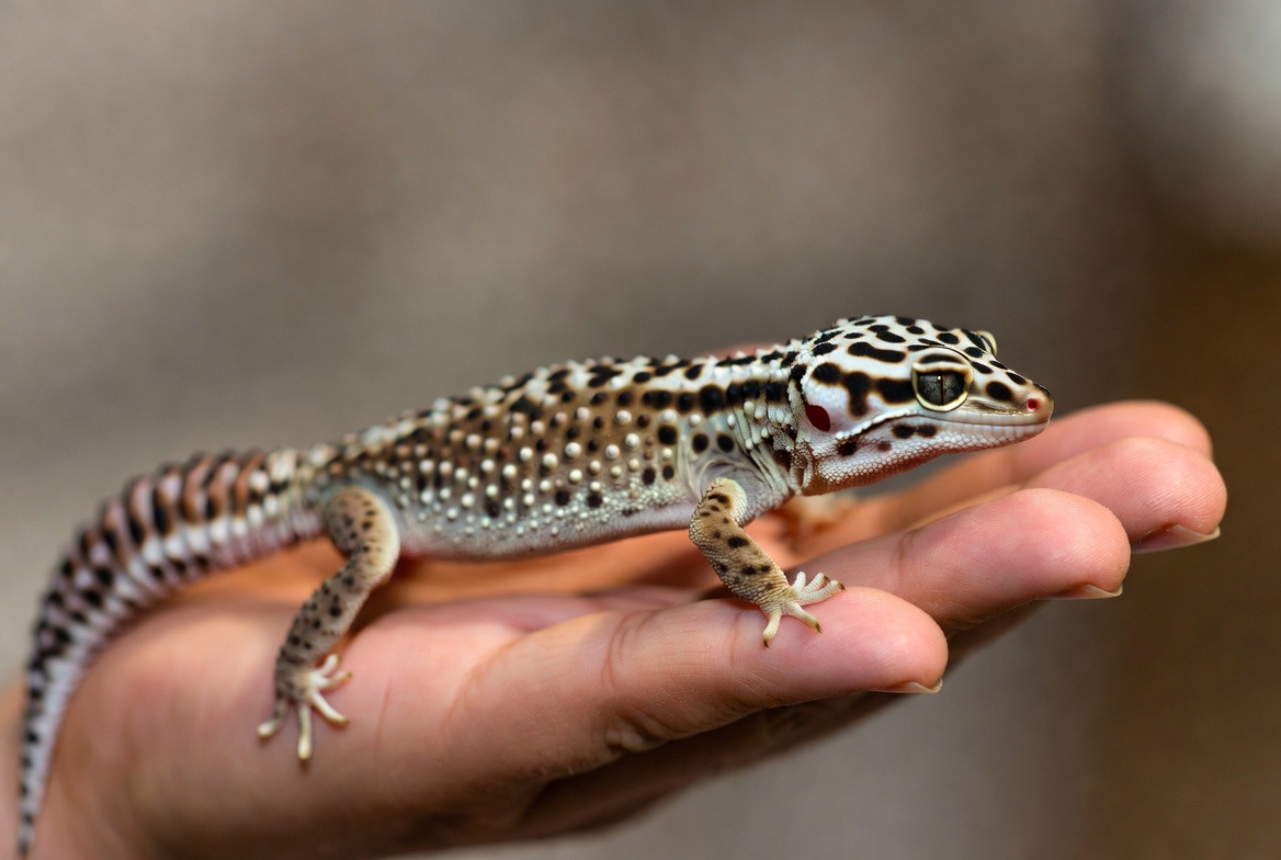 Person letting a leopard gecko walk onto their open hand