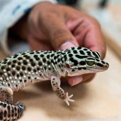 Leopard gecko being examined closely for signs of illness