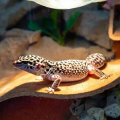 Leopard gecko basking on a warm hide under gentle heating in a desert terrarium