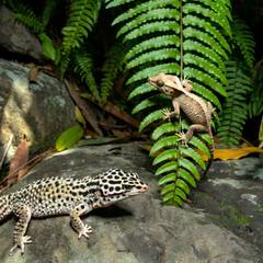 A leopard gecko and a crested gecko side by side for comparison