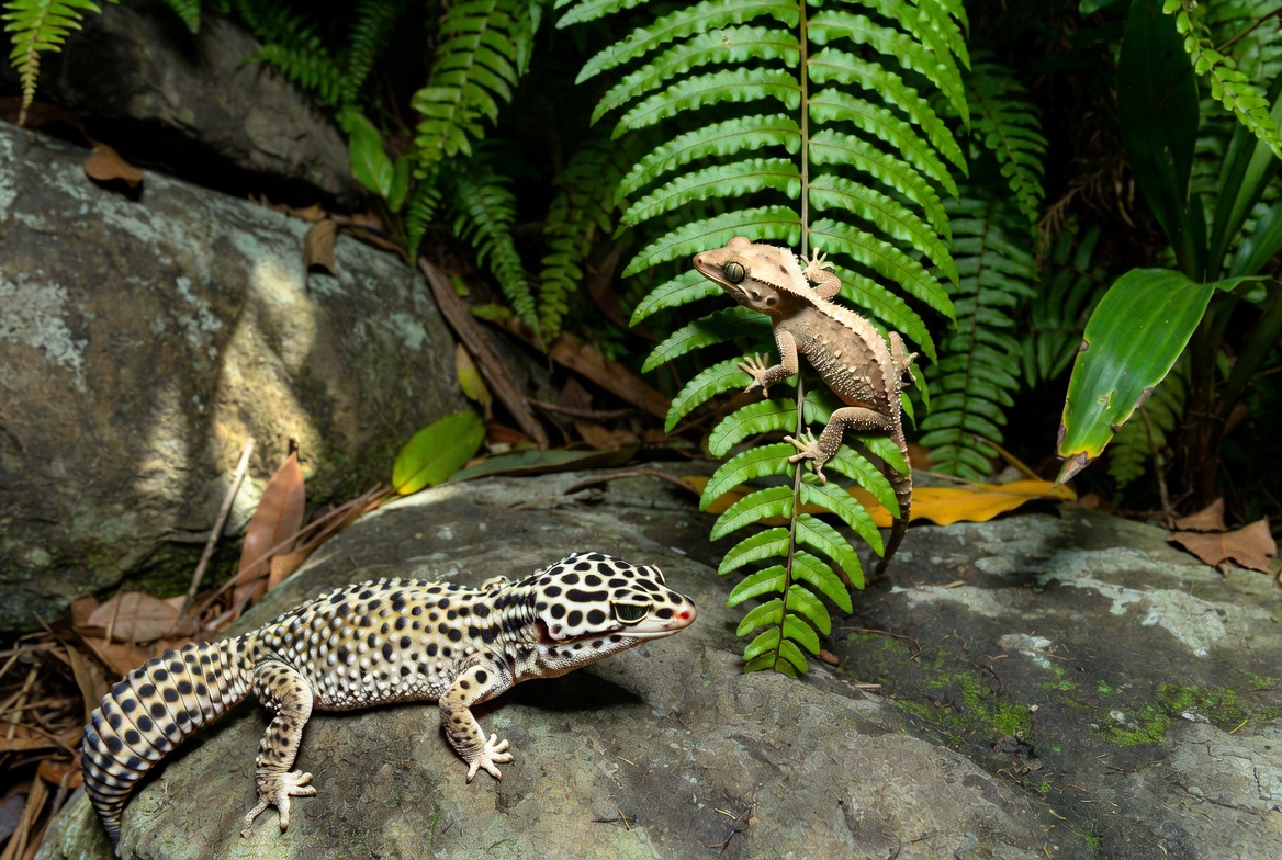 A leopard gecko and a crested gecko side by side for comparison