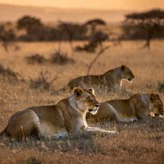 Three lionesses resting together in dry savanna grass at golden hour, with acacia trees behind them