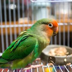 Peach-faced lovebird perched beside its cage with food dishes and toys