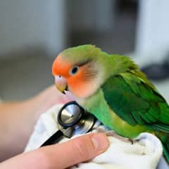 Peach-faced lovebird being examined by an avian veterinarian