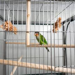 Lovebird cage with varied perches and chew toys