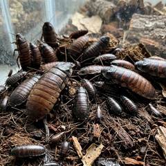 Madagascar hissing cockroach beside its enclosure setup and feeding dish