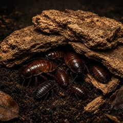 Madagascar hissing cockroaches clustered on a stack of bark over deep substrate