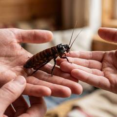 Madagascar hissing cockroach being gently held around the thorax