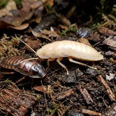Madagascar hissing cockroach resting on substrate near its humid hide