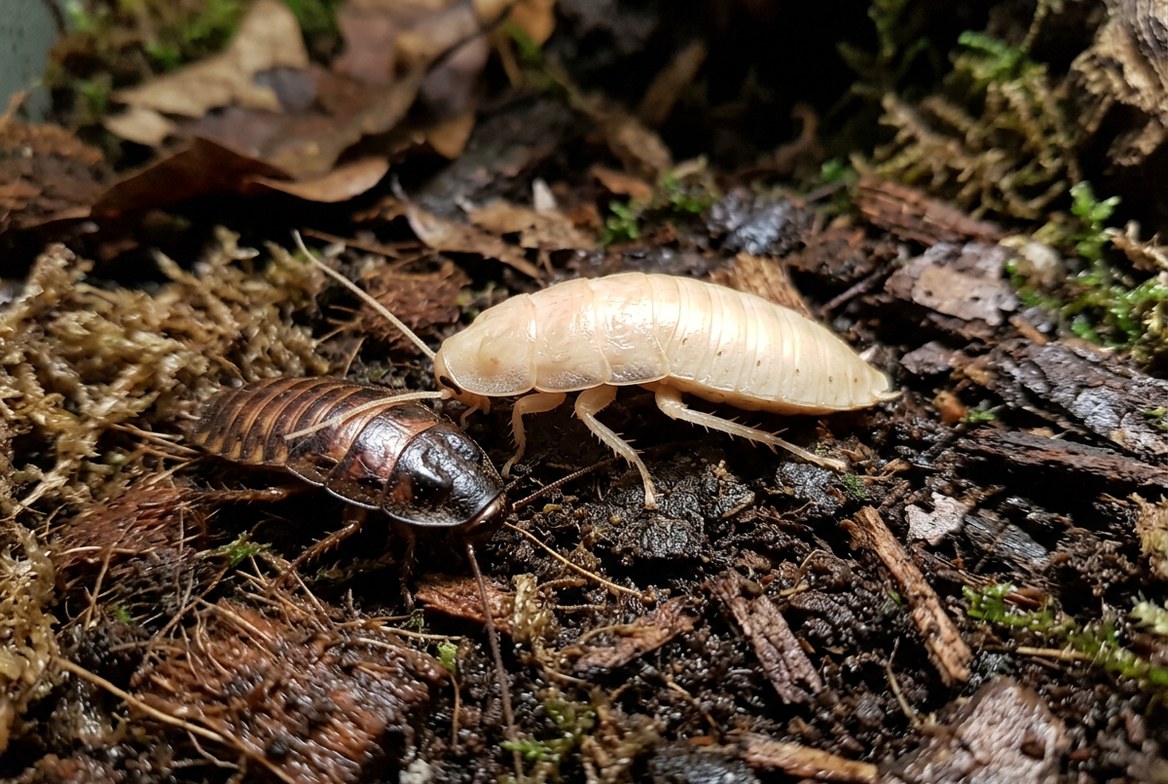 Madagascar hissing cockroach resting on substrate near its humid hide