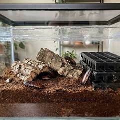Madagascar hissing cockroach enclosure with substrate, cork bark hides, and a screened lid